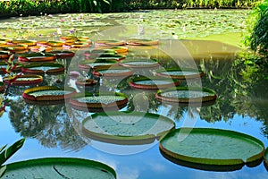 Botanical garden, Singapore