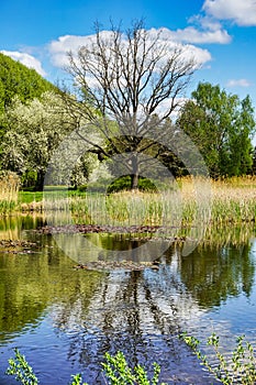 Botanical garden - tree reflecting in pond