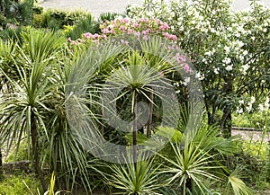 Botanical garden with tropical plants, yucca palms and blooming pink and white flower bushes landscaped and greenery concept