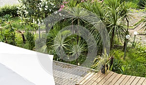 Botanical garden with tropical plants, yucca palms and blooming pink and white flower bushes landscaped and greenery concept