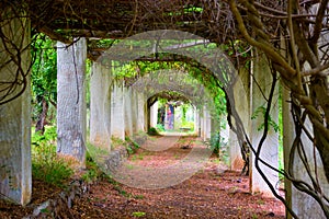 botanical garden of villa piccolo capo d'orlando