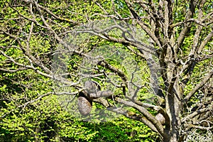 Botanical garden, wicker decoration on a tree