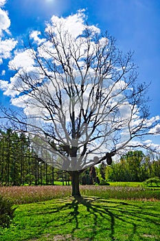 Botanical garden, wicker decoration on a tree