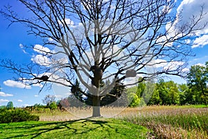 Botanical garden, wicker decoration on a tree