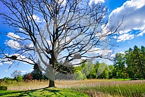 Botanical garden, wicker decoration on a tree