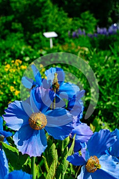 The botanical gardens of Akureyri