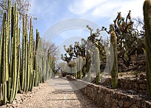 Botanical gardens in Cadereyta de Montes, Mexico.