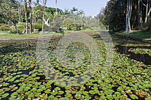 Botanical Gardens Sao Paulo photo