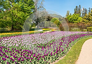 Botanical Gardens of Villa Taranto with colorful tulips in bloom, Pallanza,Italy.