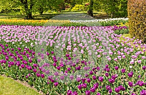 Botanical Gardens of Villa Taranto with colorful tulips in bloom, Pallanza,Italy.