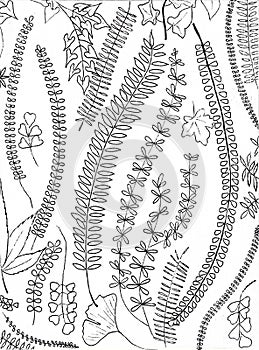 Botanical hand drawn black and white wallpaper art
