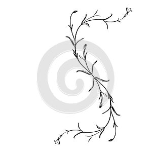 Botanical hand drawn plant, bouquet isolated on background. Spring plant flower vintage frame. Creative doodle linear style.