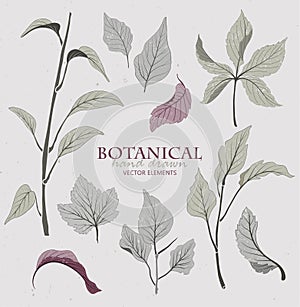 Botanical, hand drawn vector elements