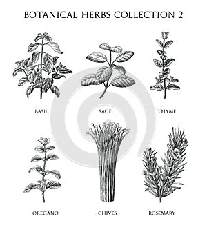 Botanical herbs collection hand draw engraving style black and white clip art isolated on white background photo
