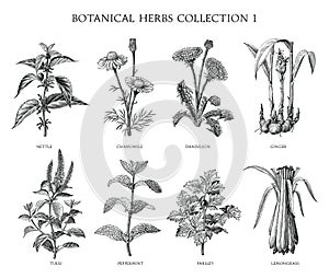 Botanical herbs collection hand draw engraving style black and white clip art isolated on white background