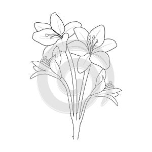 Botanical hibiscus flower drawing, hibiscus flower vector art, hibiscus flower pencil drawing.