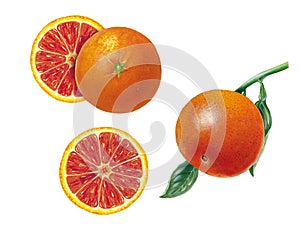 Botanical illustration of blood orange