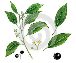 Botanical illustration of camphor tree cinnamomum camphora photo