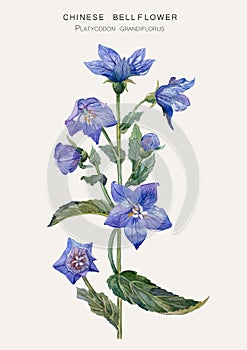 Botanical illustration of a Chinese bellflower