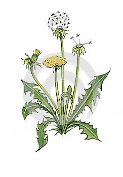 Botanical illustration of dandelion.