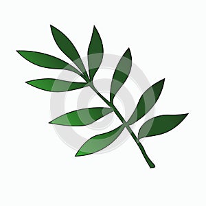 Botanical illustration. Decorative green plant branch with leaves Vector isolated on white background