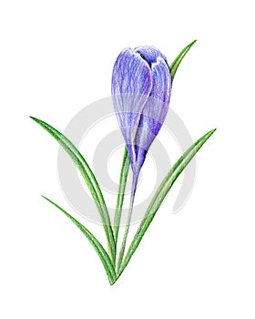 Botanical illustration, delicate spring flower crocus close-up, colored pencils