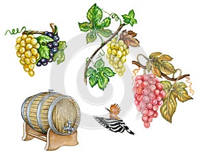 Botanical illustration of grapes