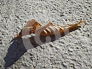 Autumn leaf of horse chestnut. Eco background. Photo illustration of nature.