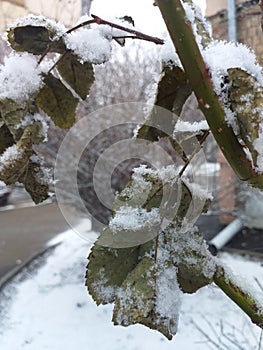 The snow-covered rose leaves. Urban landscape. Eco background. Photo illustration of nature.