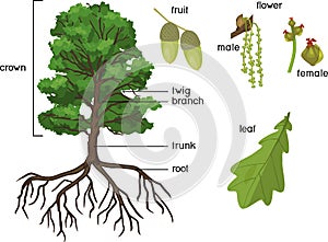 Botanical illustration with Oak tree with root system, branch with female and male flowers, acorn and green leaf