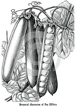 Botanical illustration of Pea engraving vintage black and white clip art isolated on white background