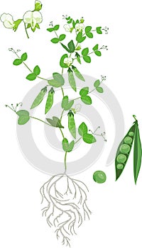 Botanical illustration. Pea plant Pisum sativum with flowers, green leaves and root system isolated on white background