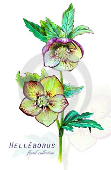 Botanical illustration. Postcard card with blossoming hellebore Helleborus odorus flower.