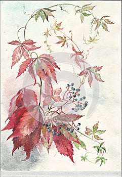 Wild grapes. Botanical illustration. Painting watercolor flowers painted by hand. photo