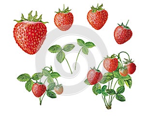Botanical illustration of strawberry, fruits and plant