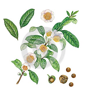 Botanical illustration of tea plant, flowers, leaves and seeds