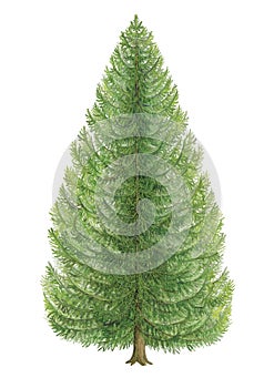 Botanical illustration of a tree of norway spruce Picea abies