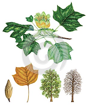 Botanical illustration of tulip tree, branch with leaves and flowers