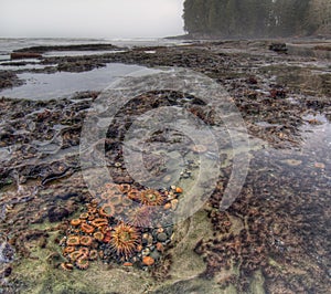 Botanical life in tidal pool