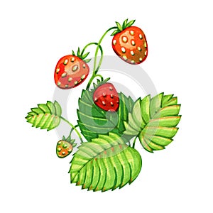 Botanical marker sketch - forest strawberries. Watercolor style Illustration isolated on white.