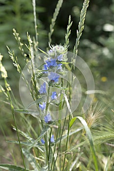 Botanical medicinal plant, blue blossom of echium vulgare or bugloss blueweed - Vipers Bugloss