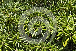Japenese azalea plant from the heath family - ericaceae photo