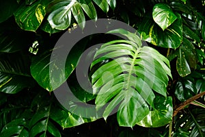 Botanical Nature Green Tropical Leaves Monstera