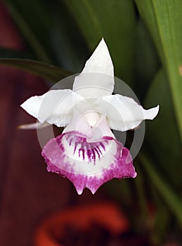 Botanical orchid Cochleanthes marginata photo