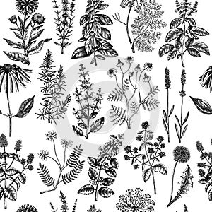 Botanical pattern with meadows, medicinal herbs, flowering plants and blooming wild flowers. Hand drawn black sketches on white