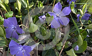 botanical photograph of purple periwinkle flowers