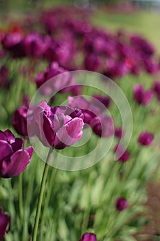 Botanical photography. Image of a lilac tulip against a blurred background of other flowers. Field of purple tulips in