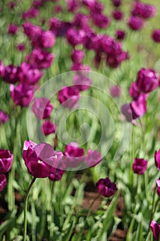 Botanical photography. Image of a lilac tulip against a blurred background of other flowers. Field of purple tulips in