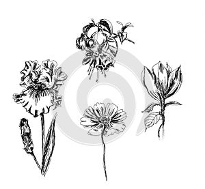 Botanical plant illustration.handrawn