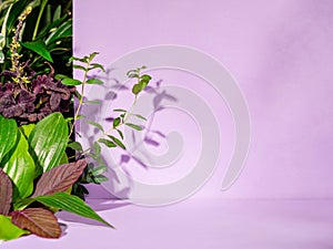 Botanical podium concept is perfect for cosmetics, accessory or makeup showcase.